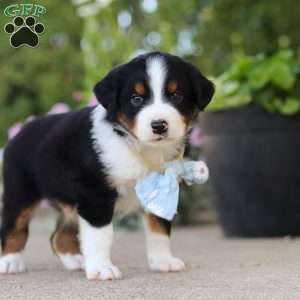 Frankie, Miniature Australian Shepherd Puppy